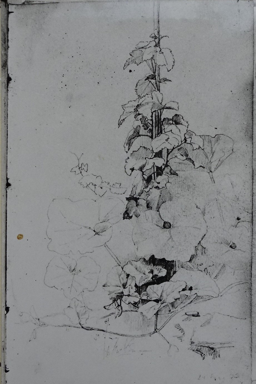 Ludwig Most, Pęd winorośli, 24.6.1833, ołówek na papierze welinowym, rysunek w szkicowniku nr 6, Muzeum Narodowe w Szczecinie