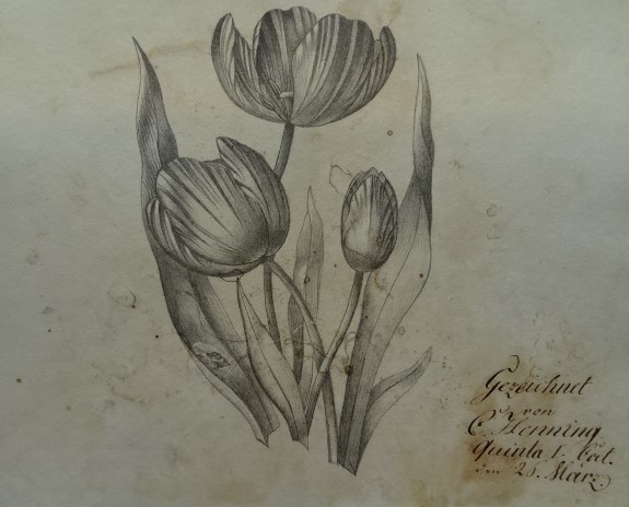 Henning, Tulipany, 26 marca 1832 roku, ołówek, papier czerpany welinowy, Muzeum Narodowe w Szczecinie